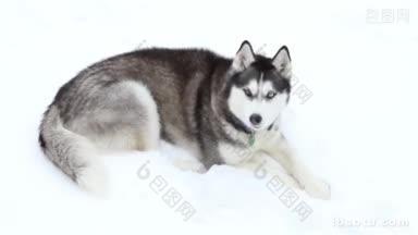 一只一只蓝眼睛和一只棕色眼睛的西伯利亚哈士奇躺在雪地上